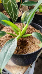 Philodendron Martianum -  - Pokok Philodendron Martianum - फिलोडेंड्रोन मार्टियनम Philodendron Martianum – Thick Stems Glossy Leaves Sculptural Look Easy Aroid Indoor Statement LIVE PLANT
