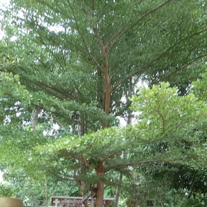 เมล็ดพันธุ์ต้นแผ่บารมีพันธุ์ต้นใหญ่ยักษ์ 20เมล็ด หูกระจงปลูกติดงานเม็ด