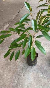 ต้นทุเรียนหมอนทอง(ชุด4ต้น/กล่อง)ปราจีนแท้100% สูง90-100ซม.