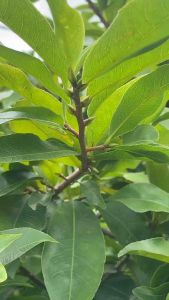 Phân bón tạo nụ kim s.iêu nụ Mai Vàng Fuji  200g