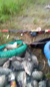 Essen essense essence gedibal fishing khusu ikan nila varian jambu klutuk