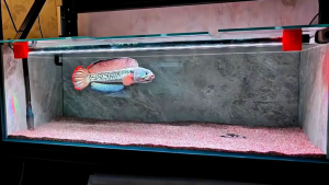Hiasan Aquarium Chana Stewarti 4-7 Cm Grade A+++