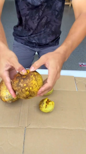 (1ต้น) ต้น มะตูมยักษ์ เสียบยอด เสริมราก ต้นมะตูม พันธุ์ นิ่ม ไข่ หม้อ มะตูมนิ่มหม้อ มะตูมนิ่มยักษ์ มะตูมนิ่มไข่ / eewarsgnop