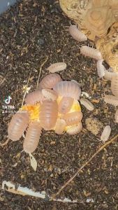 Freeze Dried Shrimp / ZHIYANG Antarctic Krill 🦐✨