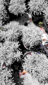 เบญจมาศเงิน พุมกระทัดรัด ใบสีเงิน ชอบแดด100% ไม้แดด ไม้จัดสวน ไม้มงคล