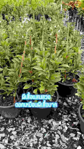 ผีเสื้อแสนสวย กระถาง 11 นิ้ว ต้นสวยและแข็งแรง (กทม)