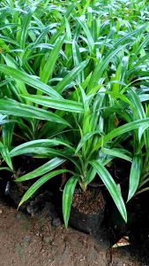 tanaman pandan wangi tanaman herbal daun pandan wangi