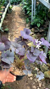 Tanaman Hias Daun Kupu Kupu Ungu Oxalis