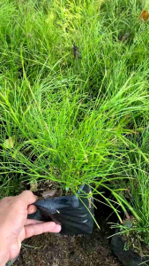 tanama air mancur bunga merah tanaman bunga tahan panas