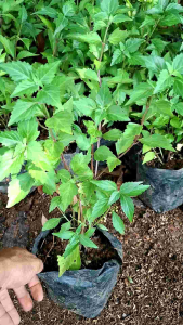 tanaman herbal kumis kucing pohon obat daun kumis kucing tradisional