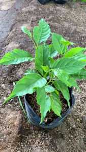 PROMO.. tanaman bunga kenanga bunga harum dan wangi