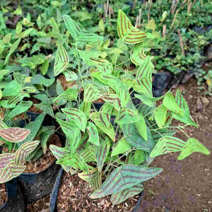 BISA COD tanaman kupu-kupu oxasil batik hijau tanaman hias daun