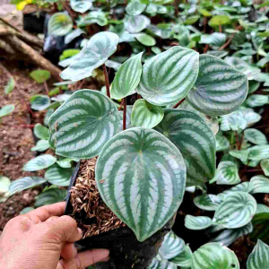 Tanaman Hias Daun Peperomia Water Melon: Panduan Lengkap