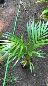 Tanaman Palm Kuning: Dekorasi Indoor & Outdoor