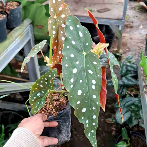 BISA COD tanaman begonia polkadot tanaman hias hidup