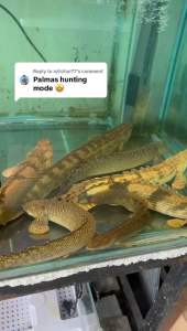 PALMAS TIGER BICHIR [4INCH +-] ENDLICHERI