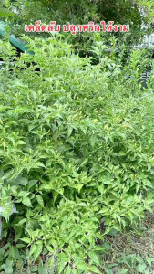 เมล็ดพันธุ์พริกขี้หนูสวนหอมสุพรรณ  300 เมล็ด  39บาท