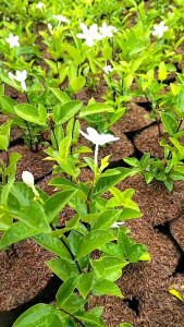 White Angel/Snow Flake