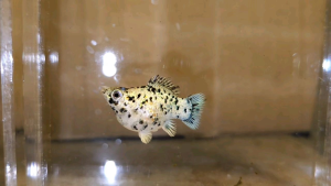 Marble Balloon Molly (Female) / 圆尾气球茉莉鱼 (母) (Not random fish)❗️Fish as same order❗️34