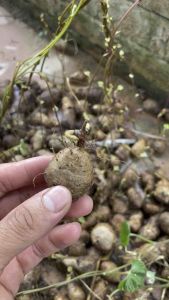 Khoai mỡ tím  củ giống để trồng