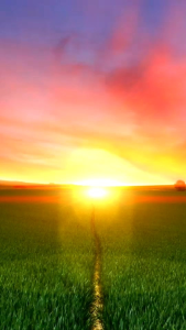 4SOIL 2 ซองใช้ในการปรับปรุง บำรุงดิน ส่งเสริมการเตรียมดินก่อนปลูก หรือ บำรุงดิน ในช่วงระยะการเจริญเติบโตของพืช ช่วยให้ดินมีความเหมาะสมต่อการทำงาน ต่อระบบของรากพืช ช่วยลดสภาพปัญหาของดินเพาะปลูกต่างๆ อาทิเช่น สภาพดินเสื่อมโทรม ดินแข็งกระด้าง