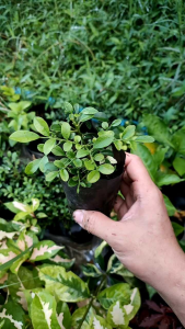 ต้นเเก้วเเคระ พร้อมปลูก กระเป๋าแบบขาว กระเป๋าสวยมาก ออกดอกสีเป็นเทียบกัน