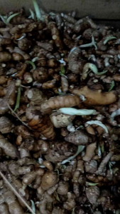 KUNYIT PUTIH 1KG ASLI PEGUNUNGAN