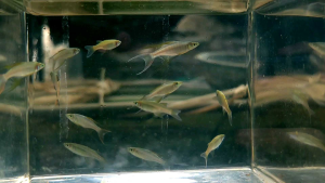 Threadfin Rainbowfish / 燕子美人  *1 pair*  (Random)