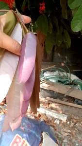 ต้นพันธุ์ดอกคำพม่า ดอกและยอดอ่อนกินได้