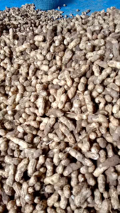 GROSIR MURAH 1 KG KACANG VERIESTA GAJAH SUPER
