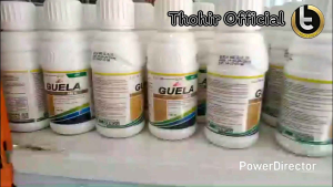 Guela 480 SL (100ml) meningkatkan jumlah cabang bunga buah & bobot buah)