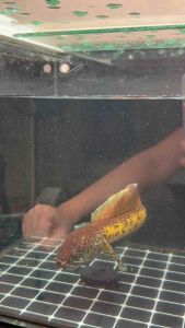 Cobra Highfin 8-9inchi Tank A5 (Selected)（Pallet Trained）