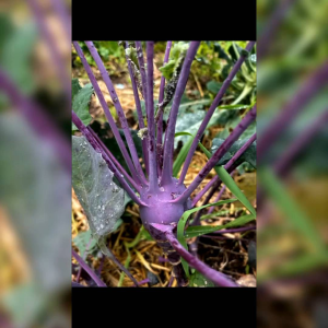 10 BIJI BENIH KHOLRABI PURPLE VIENA (REPACK)