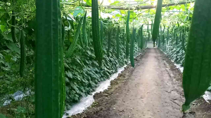 Benih Gambas Oyong Jumbo besar Hijau Gelap Jaka F1 (Tidak Pahit Rasa Nikmat dan disukai Pasar) Isi 10 Gram Kadaluarsa 2026 Terbaru Berkualitas Benih Cap Mutiara Bumi