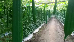 Benih Gambas Oyong Bangkok super besar Jaka F1 (Panjang Hijau Gelap Berbobot Buah lebat) Kadaluarsa 2025 Terbaru - Cap Mutiara Bumi 100% Original Pabrik