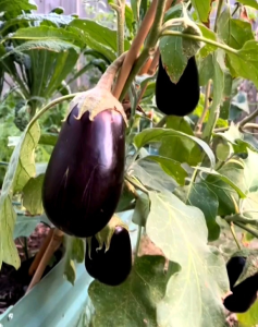 10 Butir Biji | Benih Terong Black Beauty