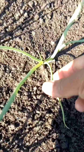 Nutrisi Vitamin Tanaman Power Ijo 500ml