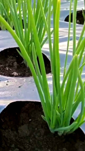 power grow 500ml nutrisi multivitamin tanaman