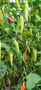 Promo Isi 100 Butir Benih Cabe Rawit HALBARU Dari Halbanero