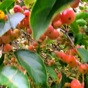 (KEMASAN PREMIUM) BIJI | BENIH TANAMAN RED CRAP APEL (isi-+40 butir)