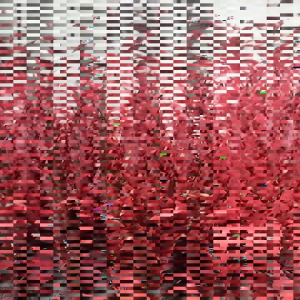 Nanas Merah Muda Pelancar Haid & Harga Diskon