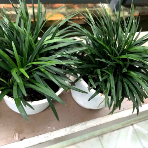 chậu cây cỏ gấu mỹ dùng trang trí sân vườn vila biệt thự