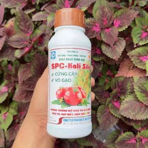 SPC-KALI SILIC giúp cứng câyvô gạo