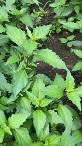 Daun kumis kucing segar 1 kg GRATIS kejibeling-az