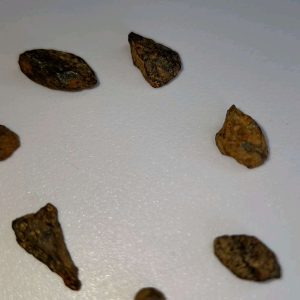 Gibeon Meteorite – A Cosmic Rarity Older Than Our Planet อุ กกาบาตกิบีออน – สิ่งหายากจากจักรวาลที่เก่าแก่กว่าโลกของเรา