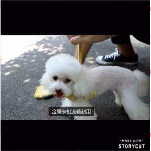 [READY STOCK] Pet Harness Leash Dog Cat Harness Leash Collar Rope | Tali Kuching Berjalan | 宠物牵引绳 猫狗绳 猫狗胸背绳 遛猫狗