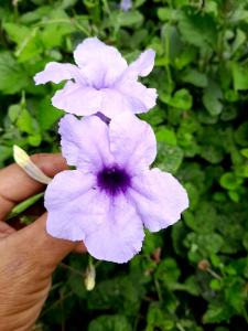 ต้อยติ่ง ไทย หรือ ต้นอังกาบดอกม่วงอมน้ำเงิน มีสรรคุณ มากมาย