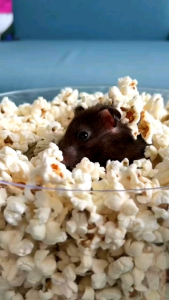 SUPER POPCORN PREMIUM 25 GR CEMILAN HAMSTER & SUGARGLIDER《KODE8》