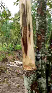 PPGG 1 LITER Inokulan organik terbaik membuat gubal super