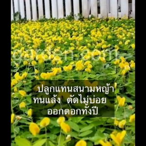 เมล็ดพันธุ์ถั่วบราซิล 150 บรรจุกล ขายส่ง สวนหย่อม พืชคลุมดิน